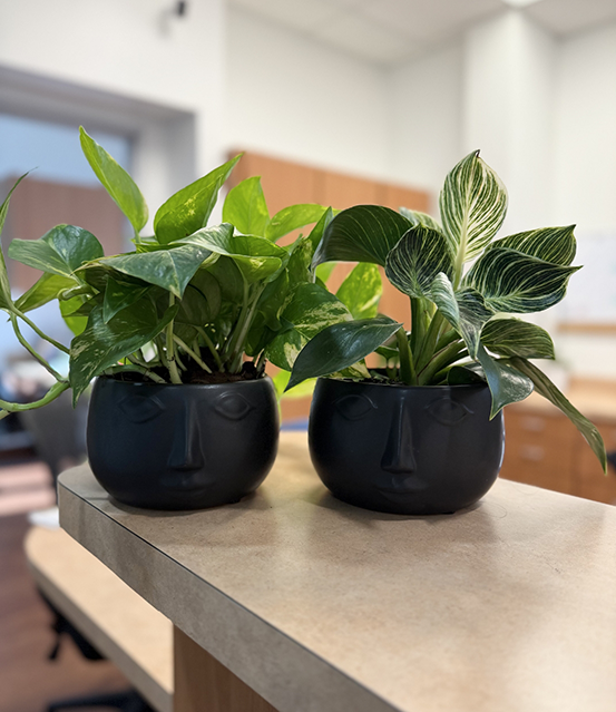 Two plants in small vases